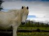 wild-horse-mongolia_40066_990x742.jpg